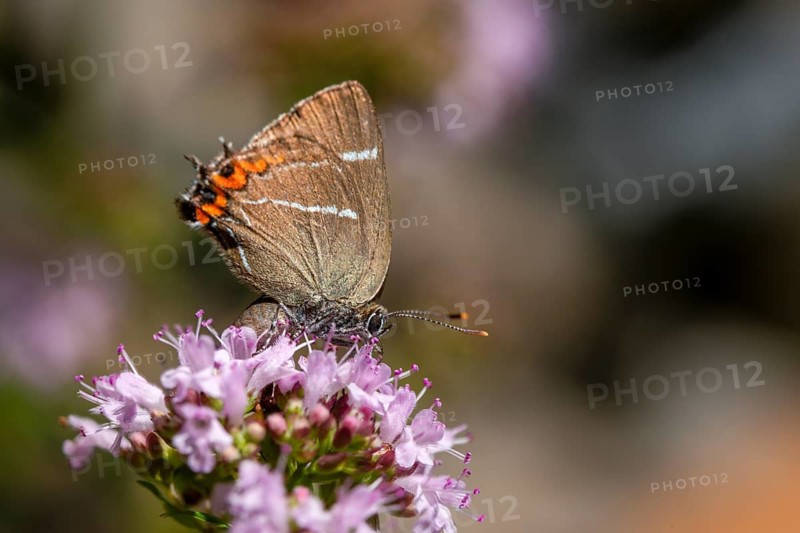 Satyrium W album, Strymonidia W album, elms, butterfly, insects, butterflies, butterflies, butterflies, white letter hairstreak