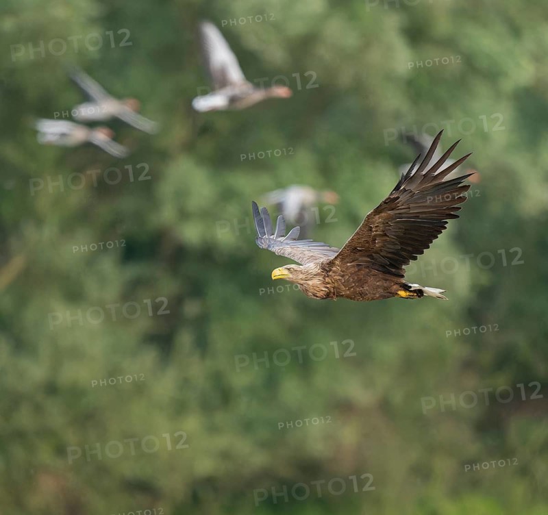 White-tailed eagle (Haliaeetus albicilla) in flight looking for food, startled grey geese (Anser anser) in flight, Lower Saxony, Germany
