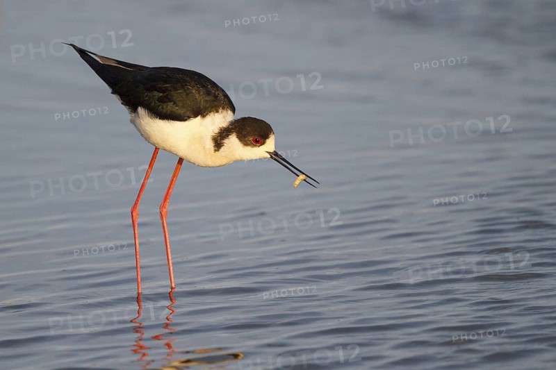 Black-winged Stilt (Himantopus himantopus) foraging, Spain