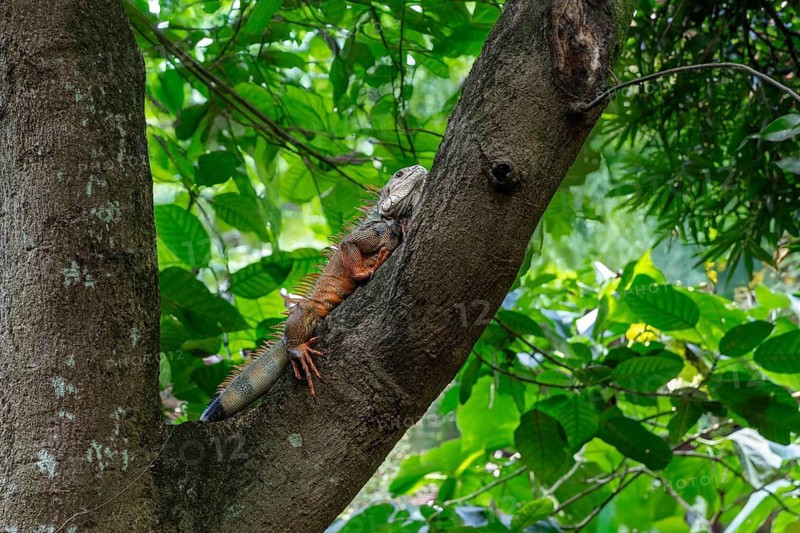 Green iguana (Iguana iguana), Botanical Garden, Medellin, Colombia