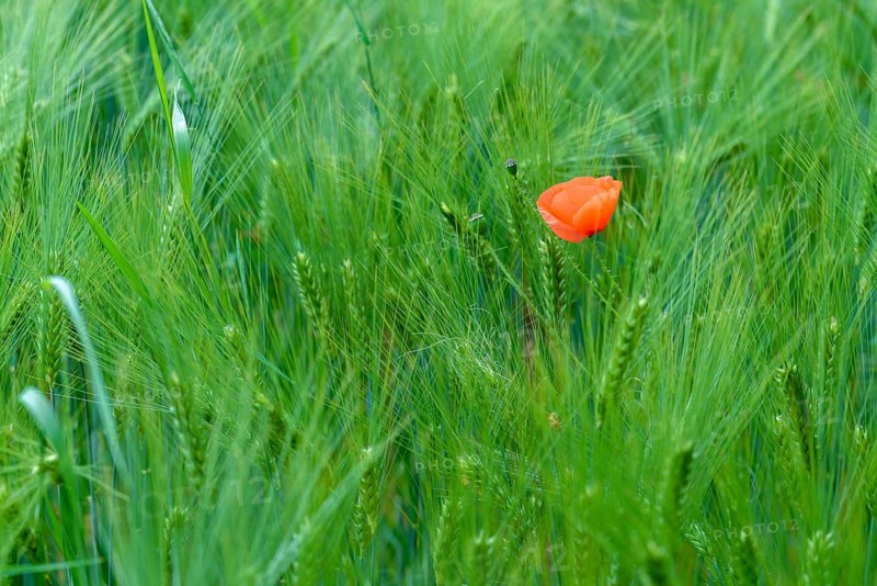 Flanders poppy, corn poppy, poppy, poppy, poppy, poppy, papaver rhoeas, papaveraceae, common poppy, coquelicot, corn poppy, corn rose, field poppy, flora, cornfield, industrial agriculture, intensive agriculture, plants, red poppy, red weed, summer, summer