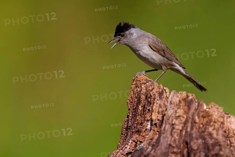 Blackcap (Sylvia atricapilla), Fauvette à tête noire, Curruca Capirotada, Branch, branch, Ormoz area, Ormoz, Podravska, Slovenia