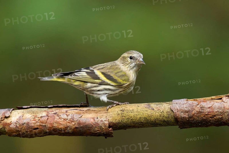 Eurasian Siskin (Spinus spinus) female, Utrecht, Netherlands
