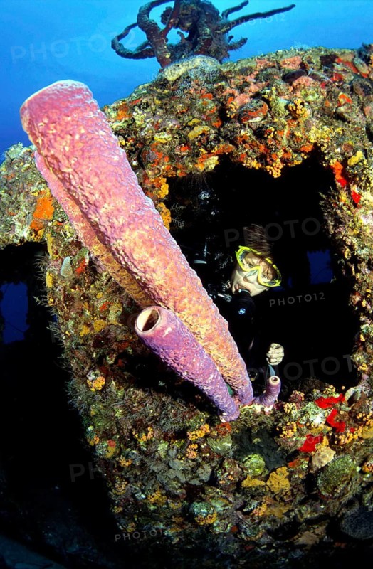 Diving in the Caribbean - Tubal Sponge, Caribbean, Central America