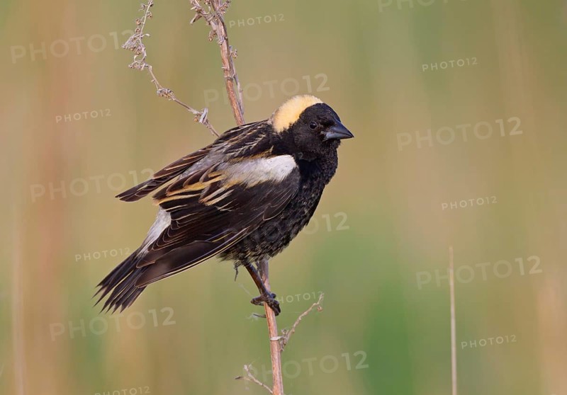 USA, North Dakota, May
