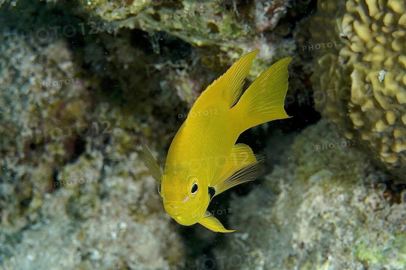 Lemon yellow demoiselle (Pomacentrus sulphureus)