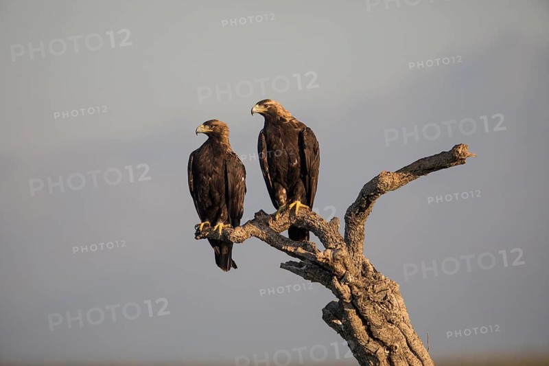 Iberian Eagle (Aquila adalberti), Spanish imperial eagle, Extremadura, Castilla La Mancha, Spain