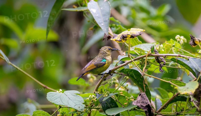 Olive-bellied Sunbird (Cinnyris chloropygius) sitting on a branch, Mgahinga Gorilla National Park, Western Region, Uganda