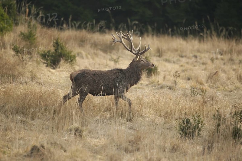Red deer (Cervus elaphus) strong deer moving through dry old grass over an open area, Allgäu, Bavaria, Germany