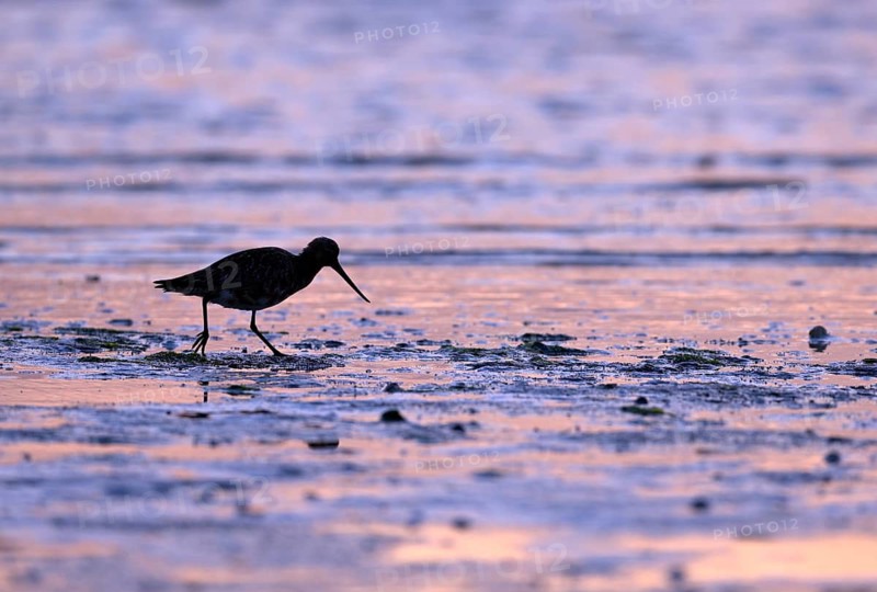 Pod-tailed woodcock (Limosa lapponica) in backlight on the beach, Texel, North Holland, the Netherlands