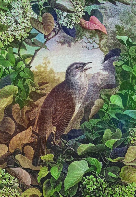 Nightingale (Luscinia megarhynchos), Philomele, Historic, digitally restored reproduction of a 19th century original