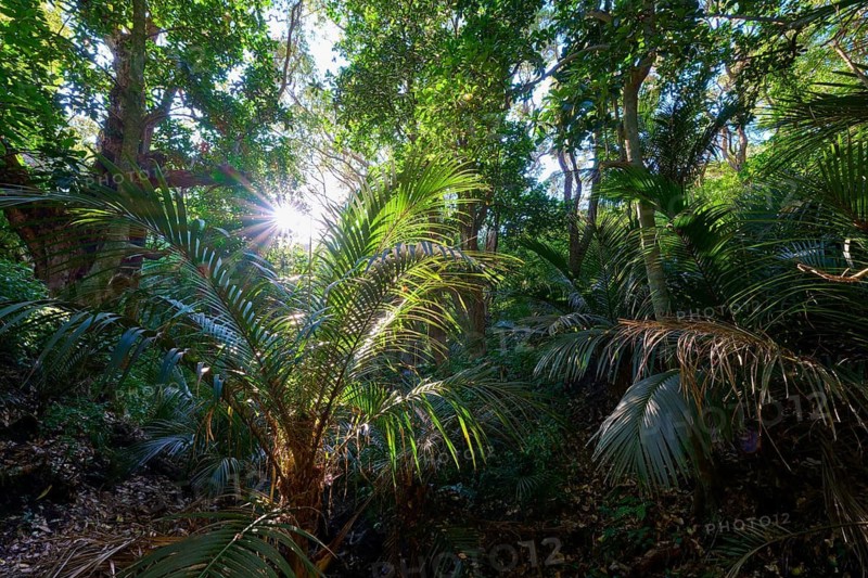 Lush coastal forest with palm trees and sun rays penetrating through dense vegetation and large leaves, Muriwai Beach, Auckland, North Island, New Zealand