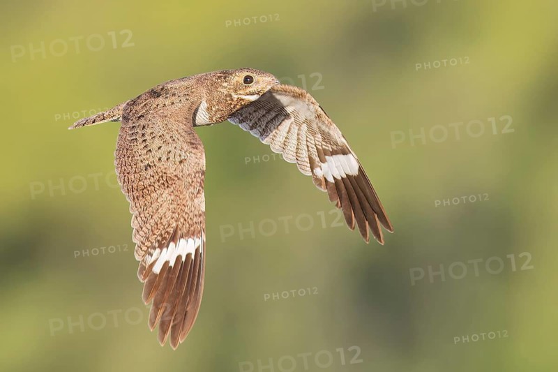 Nacunda Nighthawk (Podager nacunda) flying in the Pantanal of Brazil