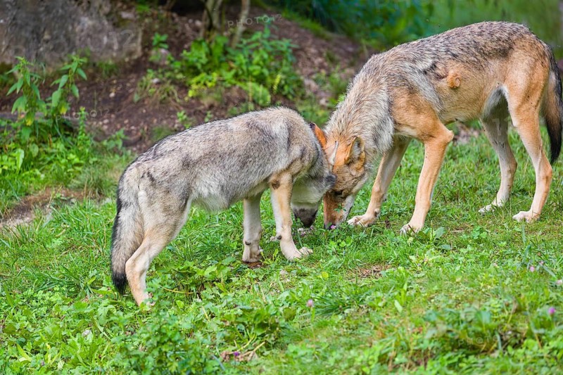 An adult grey she-wolf (Canis lupus lupus) and one of her pups are standing in a meadow at the edge of a forest. The puppy is begging for food