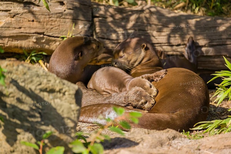 A female giant otter or giant river otter (Pteronura brasiliensis) nurses her young and plays with them