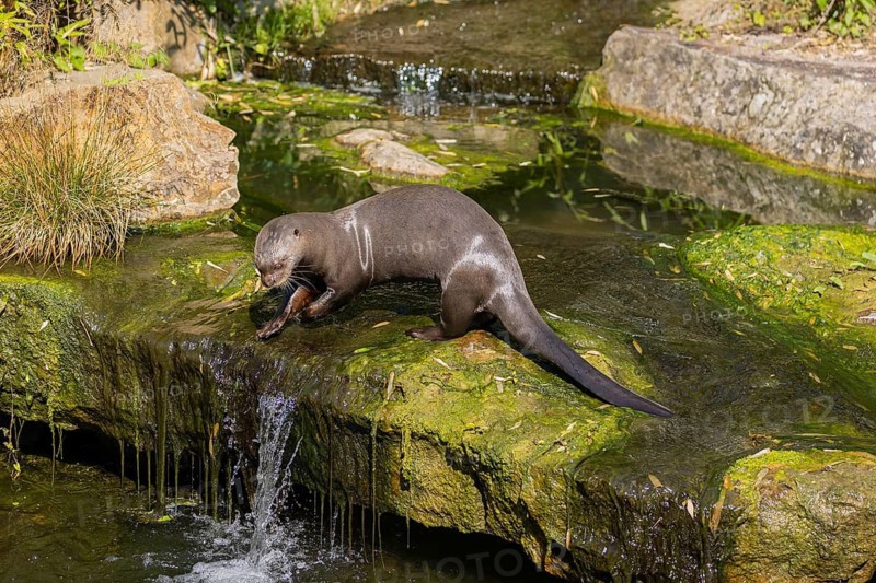 One giant otter or giant river otter (Pteronura brasiliensis) standing on a mossy rock in a creek above a little cascade