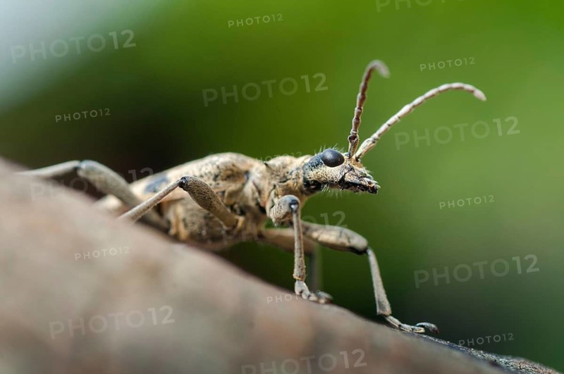 Biting pincheon, blackspotted pliers support beetle, hardwood pincheon, rhagium mordax, scrap-tongerbuck, black-spotted pintreck, pincer buck, beetle, longhbug, coleoptera, insects, beetles