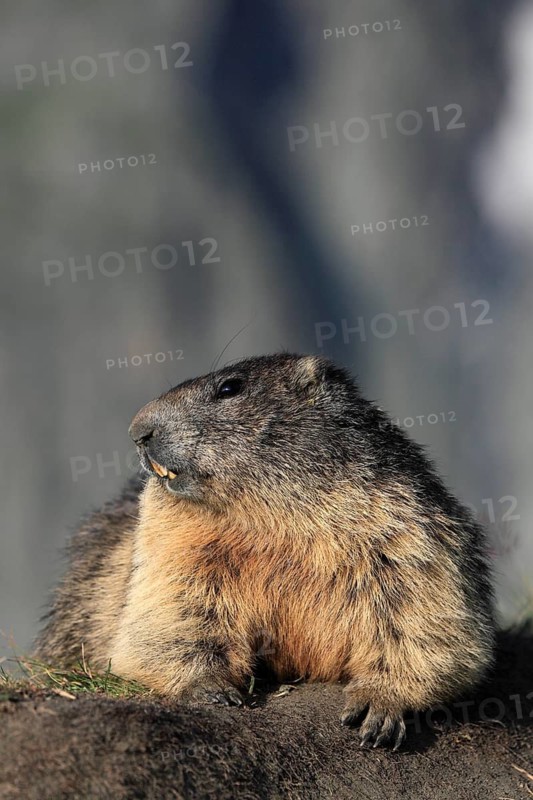 One adult Alpine Marmot, Marmota marmota, resting on a rim of a soil, observing his surrounding