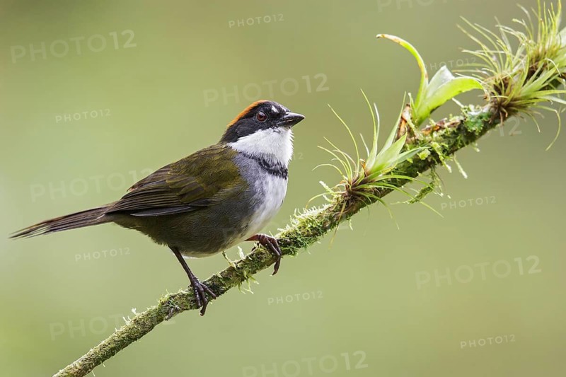 Chestnut-capped Brush-Finch (Arremon brunneinucha) perched on a branch in Costa Rica
