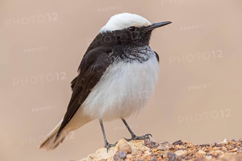 Black wheatear, (Oenanthe monacha), animals, birds, perching, passerines, Israel