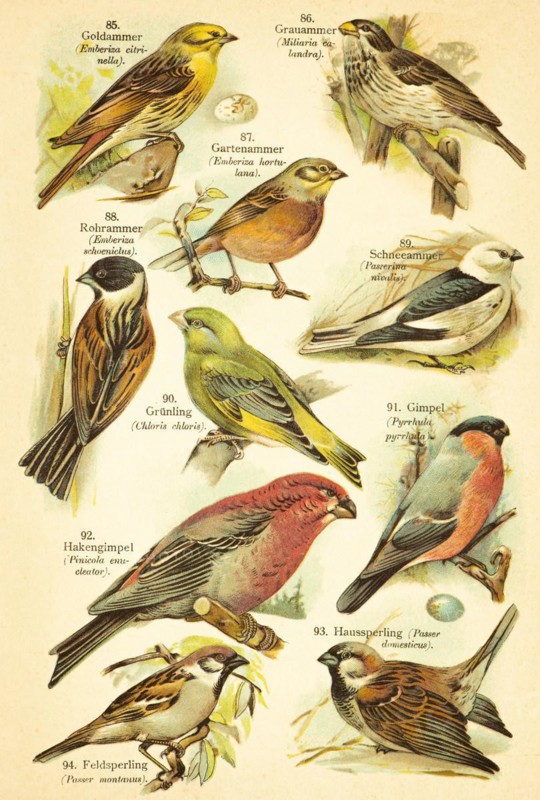 Yellowhammer (Emberiza citrinella), grey bunting (Emberiza calandra) or garden bunting or ortolan bunting (Emberiza hortulana), reed bunting (Emberiza schoeniclus), snow bunting (Plectrophenax nivalis), european greenfinch (Chloris chloris), Bullfinch or eurasian bullfinch (Pyrrhula pyrrhula), pine grosbeak (Pinicola enucleator), house sparrow (Passer domesticus), tree sparrow or eurasian tree sparrow (Passer montanus) Birds of the world, historical illustration 1890