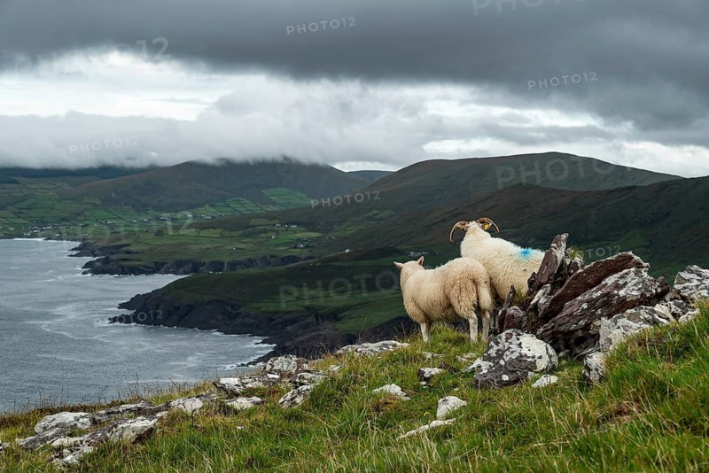 Two sheep standing on a rock overlooking a green coastal landscape under a cloudy sky, Bolus Barracks Loop Walk, Bolus Head, Iveragh Peninsula, County Kerry, Ireland