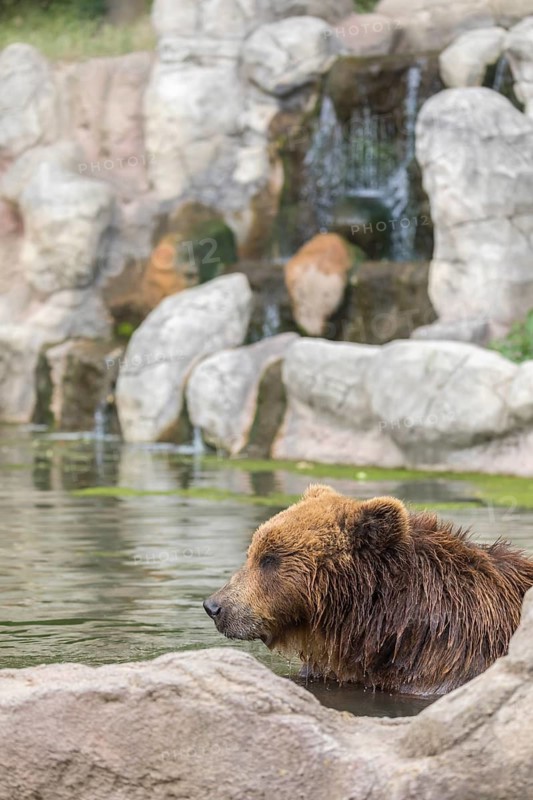 One Kamchatka brown bear (Ursus arctos piscator), bathing in a pond with a small cascade in the background