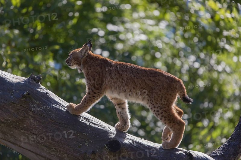 One Eurasian lynx, (Lynx lynx), walking over fallen dead tree with a distant forest in the background