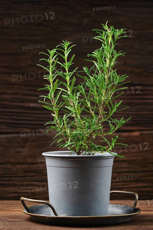 A vibrant rosemary plant with lush green stems rises from a simple gray pot positioned on a wooden surface, highlighting its aromatic leaves and natural beauty in a rustic setting.