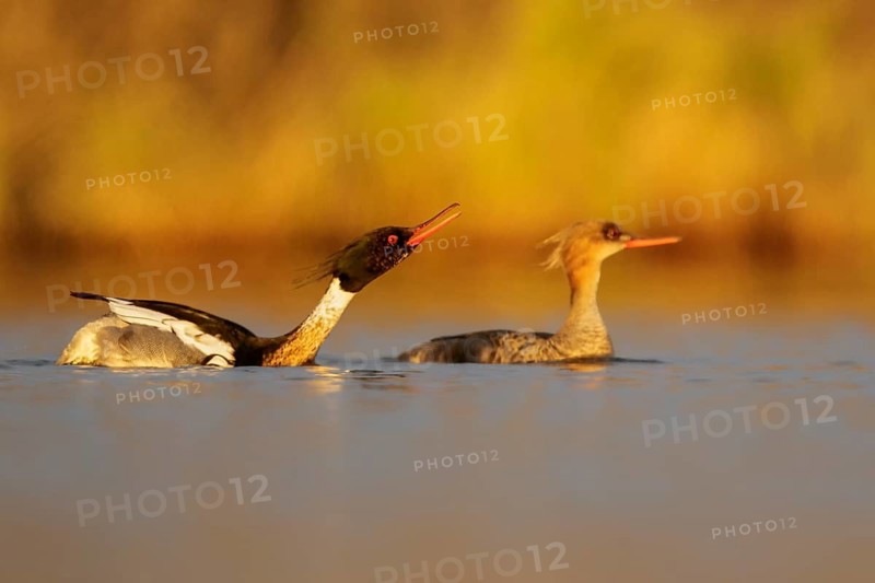Red-breasted Merganser (Mergus serrator) in a pond near Nome, Alaska