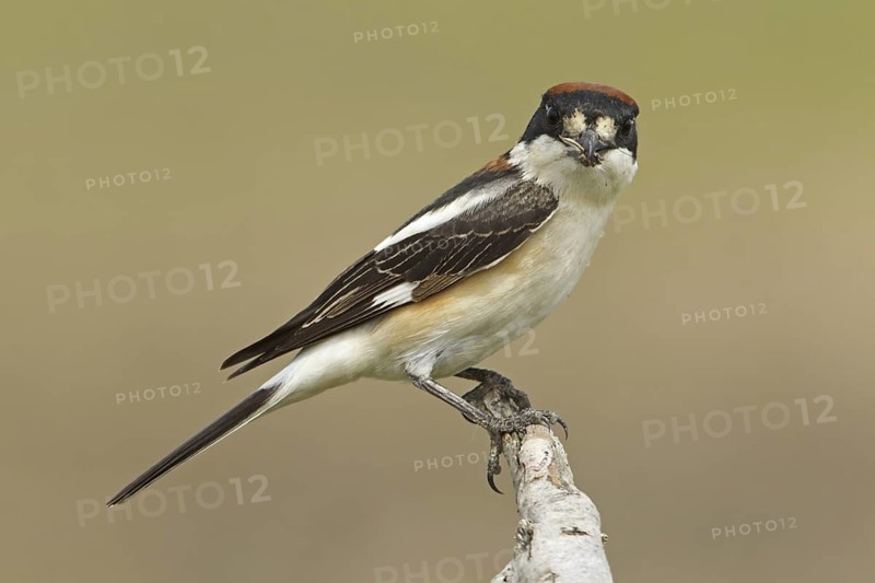 Woodchat Shrike (Lanius senator), Adyaman, Turkey