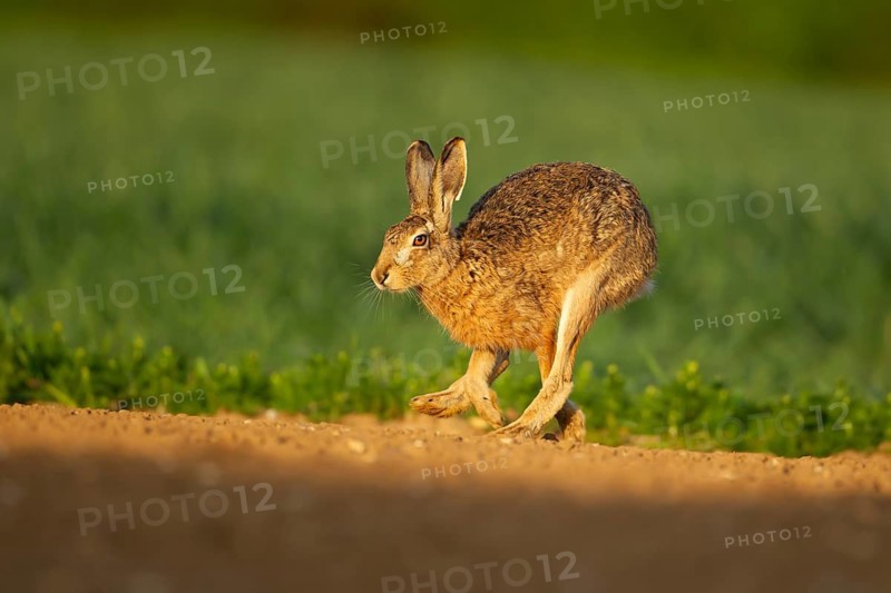 European brown hare (Lepus europaeus) adult animal running across a farmland field, England, United Kingdom