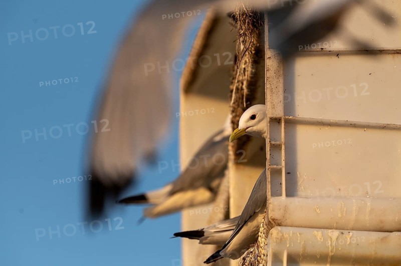Kittiwakes (Rissa tridyctyla) nesting in an artificial nesting cliff made of old fish boxes in Vardö harbour, Vardø, Finnmark, Norway