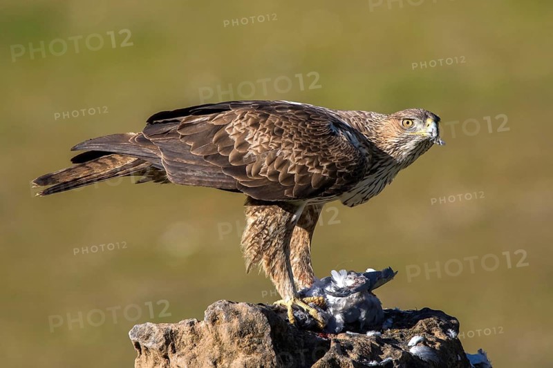 Bonelli's Eagle (Aquila fasciata) female, Andalusia, Spain