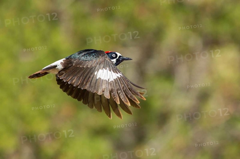 Acorn Woodpecker Melanerpes formicivorus Santa Rita Mountains, Santa Cruz County, Arizona, United States 23 May Adult Male Picidae
