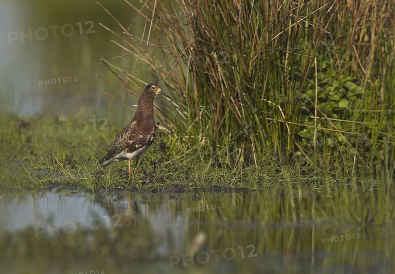 Ruff (Calidris pugnax) male, Schleswig-Holstein, Germany