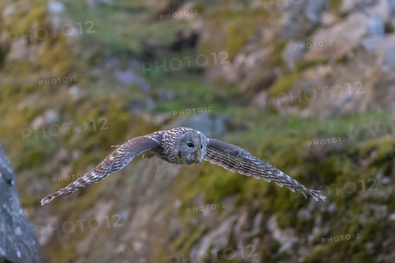 One tawny owl or brown owl (Strix aluco) flying over a rocky ground