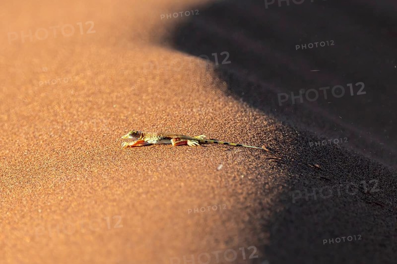 Shovel-nosed lizard (Meroles anchietae) in the sand, Namib, Namib Desert, Namib-Naukluft National Park, Namibia