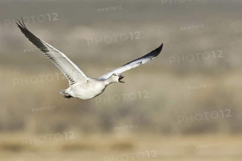 Snow Goose (Anser caerulescens), New Mexico, USA