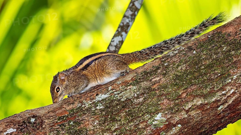 A chipmunk moves carefully on a tree trunk in the wild, Northern Palm Squirrel near Sigiriya in Sri Lanka (Funambulus palmarum)