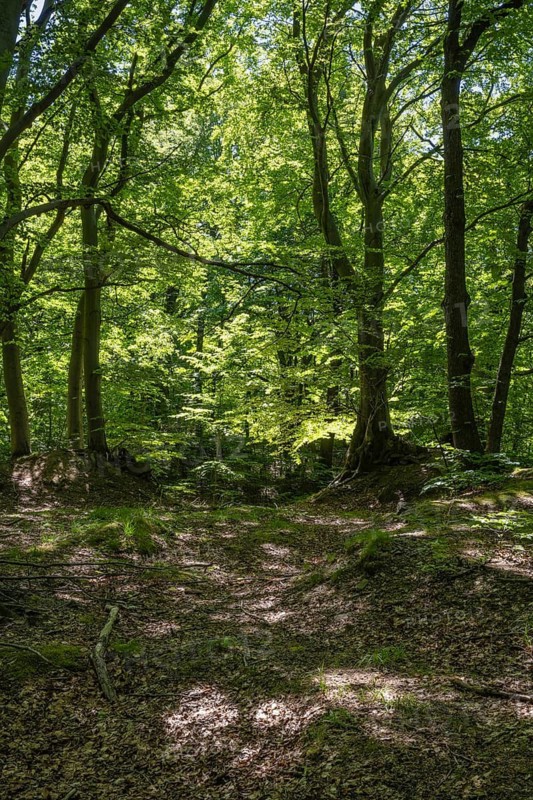 Green beech forest, Ore Mountains, Czech Republic, May 2024