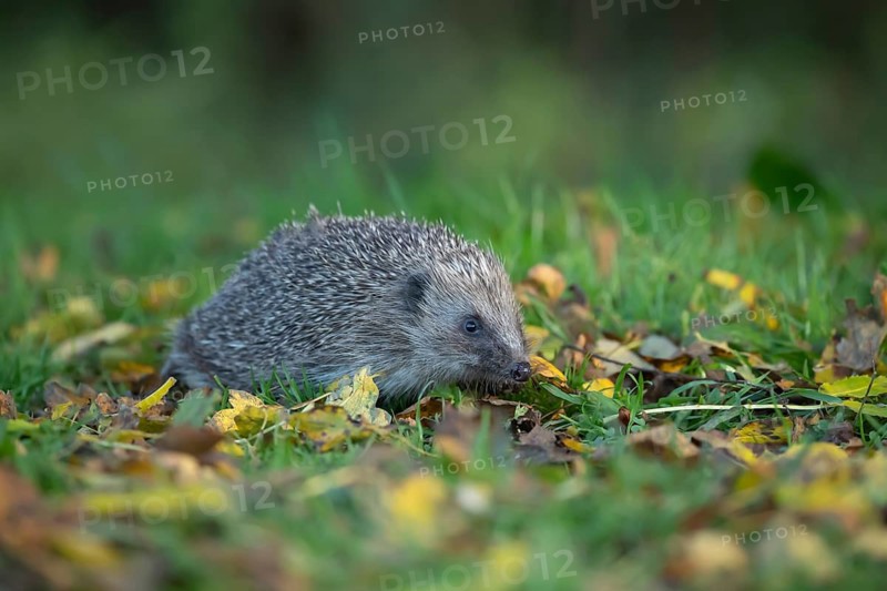 European hedgehog (Erinaceus europaeus) adult animal walking amongst fallen autumn leaves on a garden lawn, Suffolk, England, United Kingdom