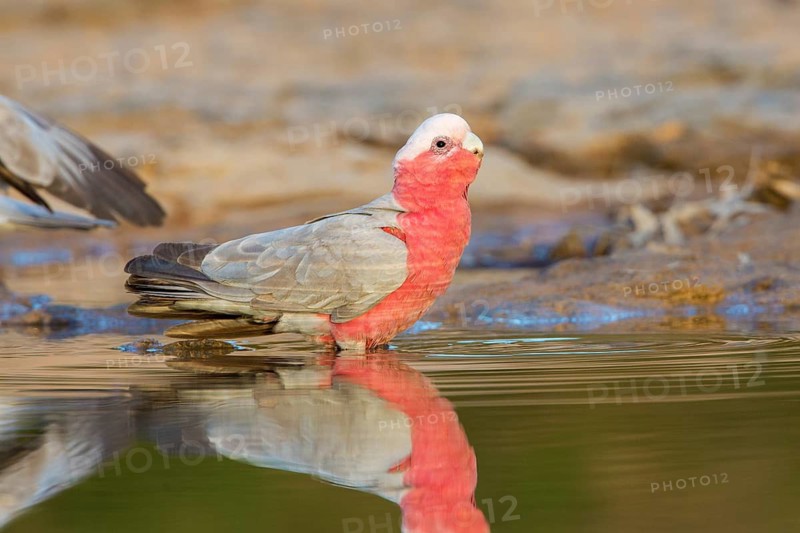 Galah (Eolophus roseicapilla kuhli) drinking at a waterhole, Queensland, Australia