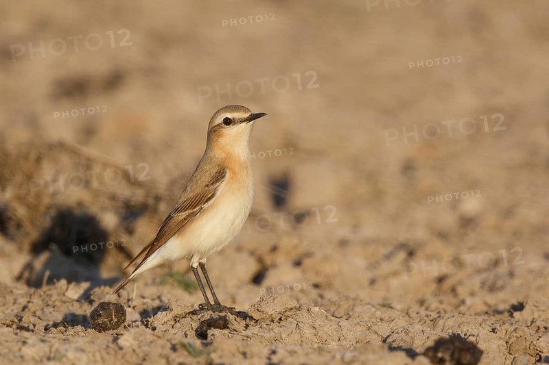 Isabelline Wheatear (Oenanthe isabellina), Greece