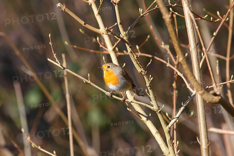 Robin (Erithacus rubecula) sitting on a branch, North Rhine-Westphalia, Germany