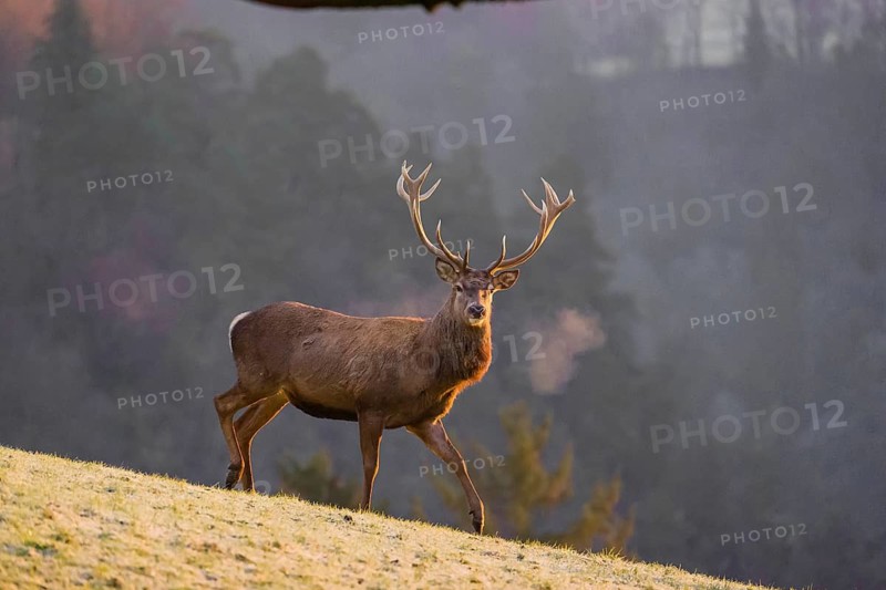 A red deer stag (Cervus elaphus) stands on a frozen meadow on hilly ground in the first light of the day. A forest in fall foliage in the background