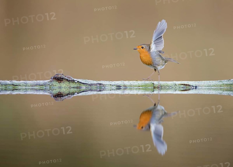 European Robin (Erithacus rubecula), Amsterdam, Netherlands