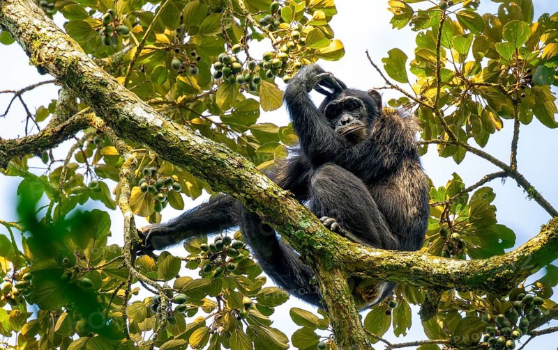 Chimpanzee (Pan Troglodytes), adult male in a tree, pensive look, Murchison Falls National Park, Uganda