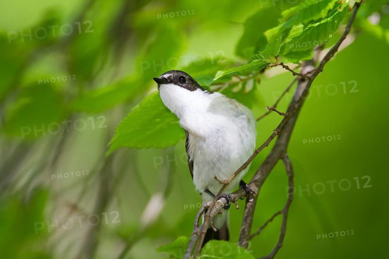 European Pied Flycatcher (Ficedula hypoleuca) male, Baden-Wuerttemberg, Germany