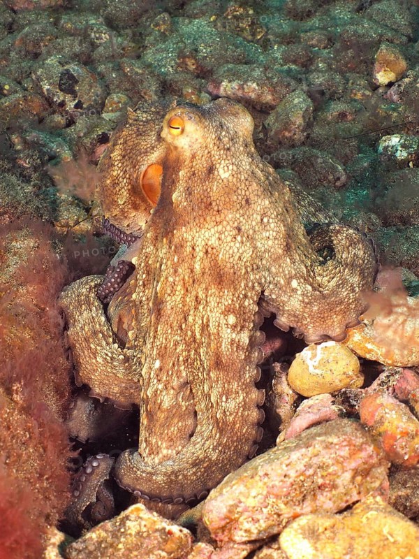 Common Octopus (Octopus vulgaris)